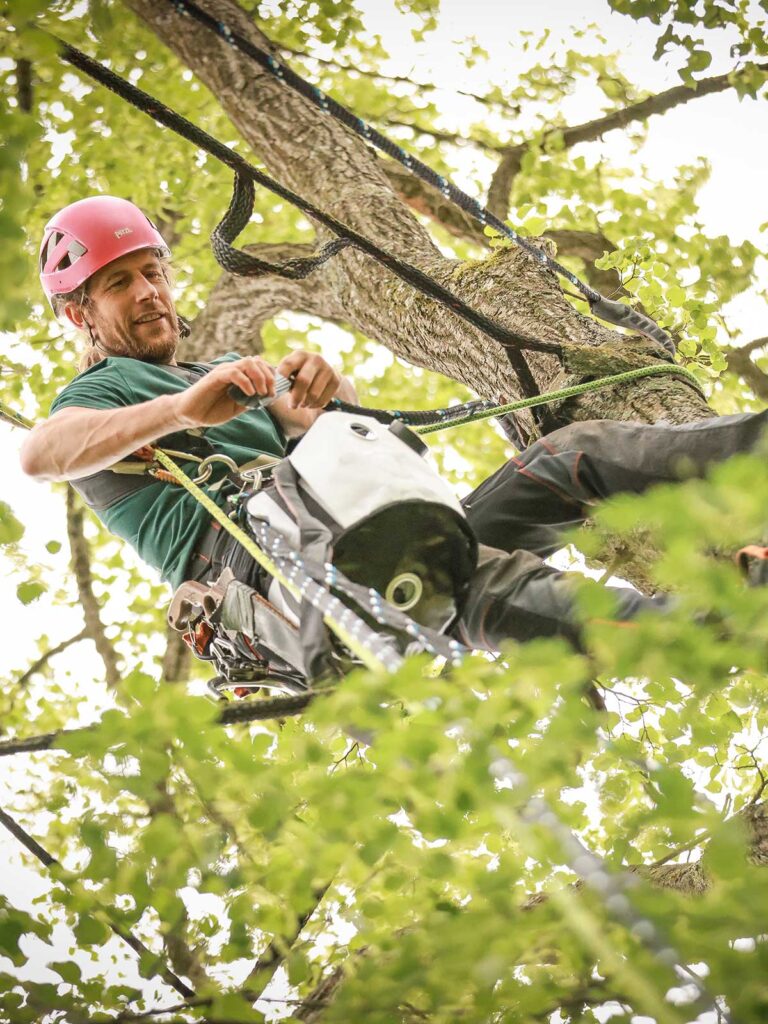 Faktor Baum-Seilklettertechnik am Baumveteran