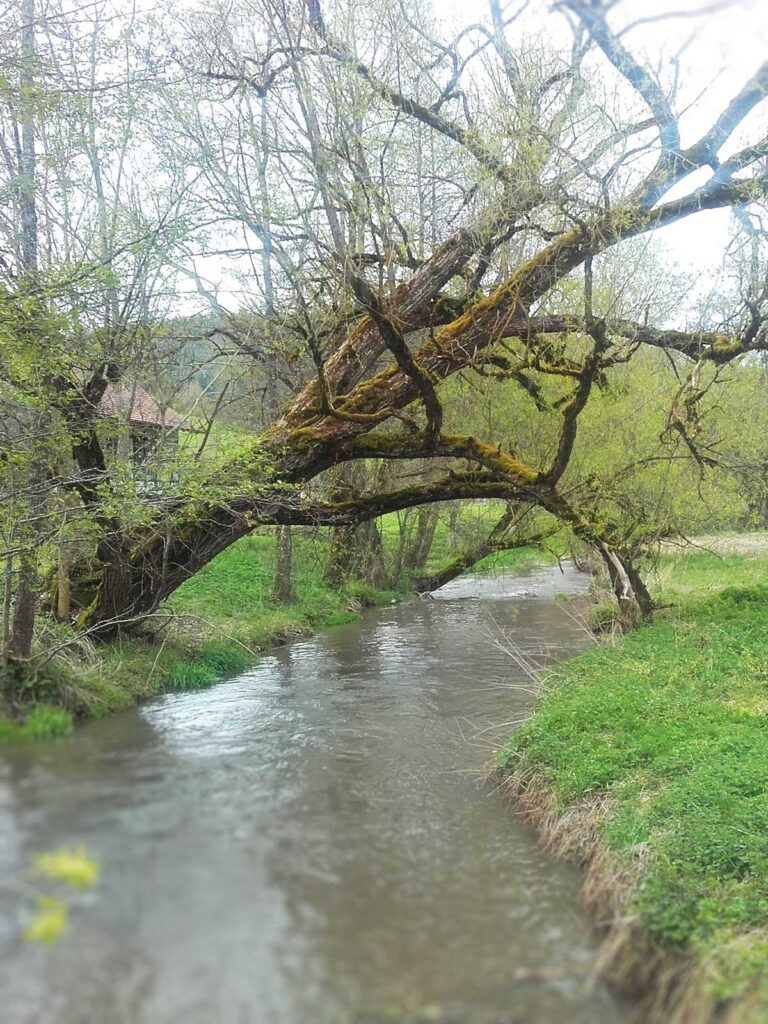 Faktor Baum-Uralt Baum am Bach