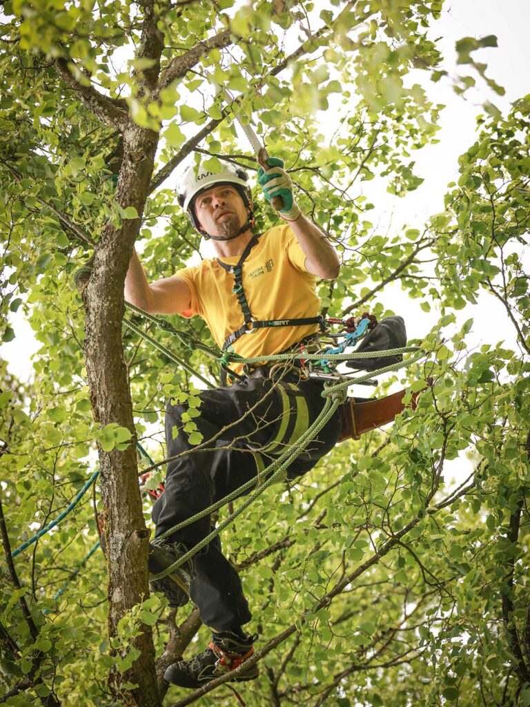 Faktor Baum-Kronenschnitt nachhaltig