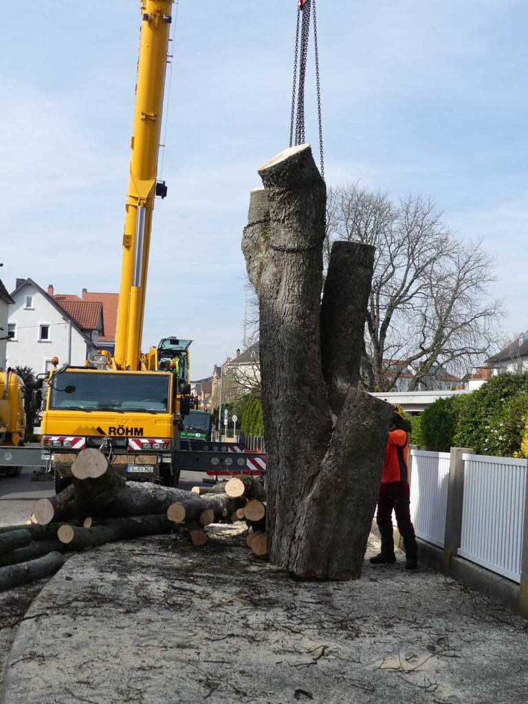 Faktor-Baum Kranfällung