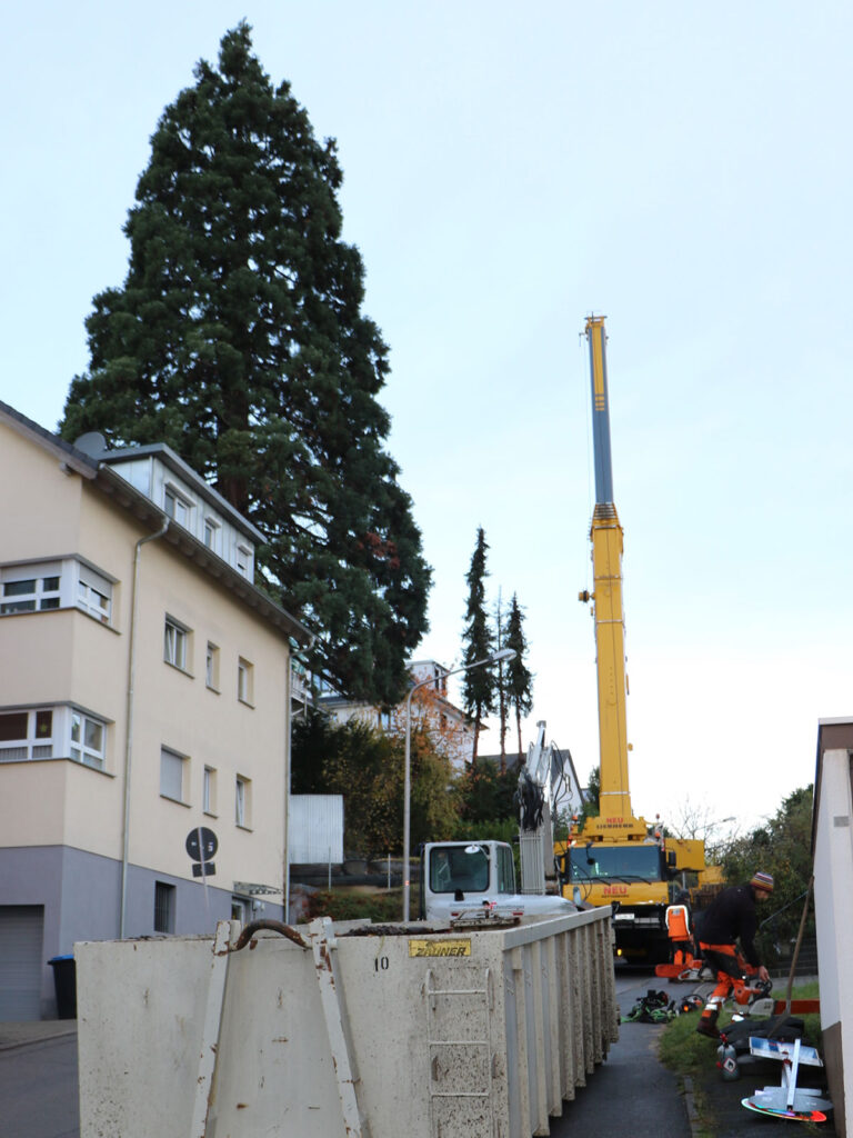 Faktor-Baum Kranfällung Vorbereitung