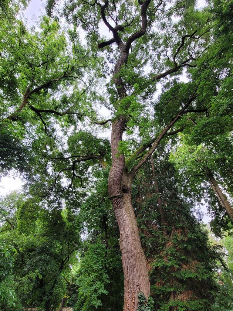Faktor Baum Japanischer-Schnurbaum Baumpflege