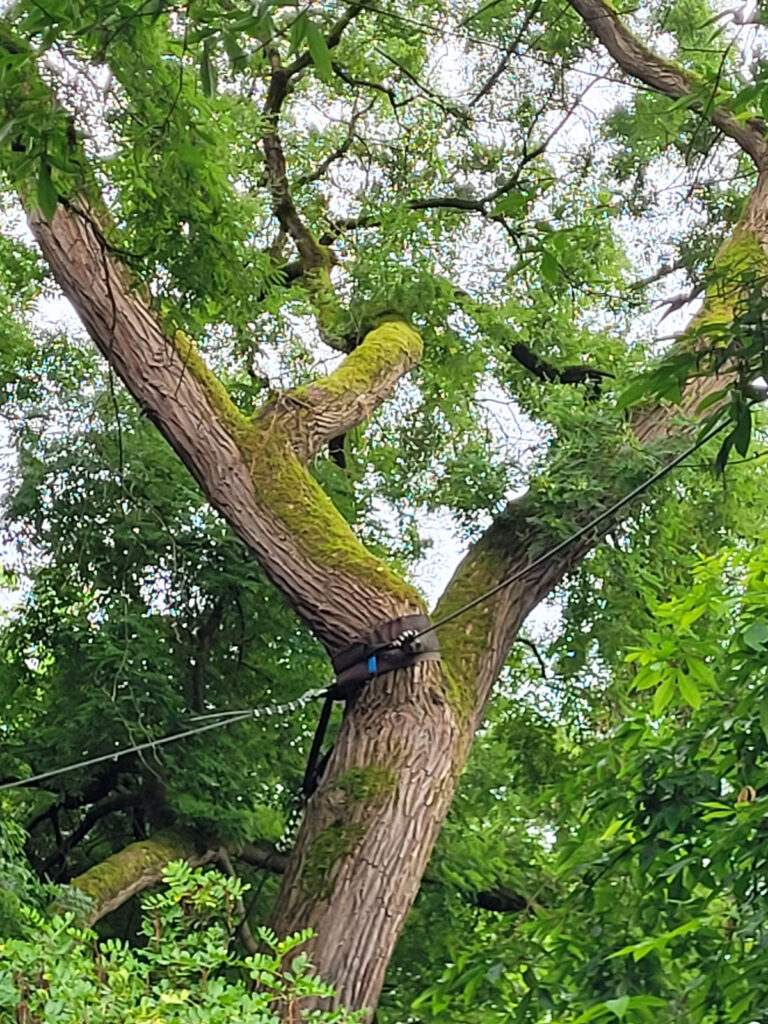 Faktor Baum Japanischer-Schnurbaum Baumpflege