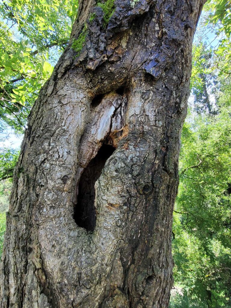 Faktor Baum Japanischer-Schnurbaum Baumpflege