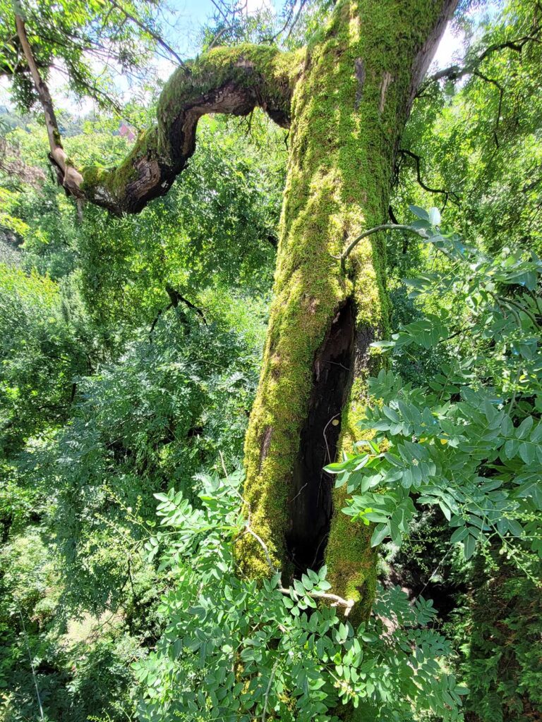 Faktor Baum Japanischer-Schnurbaum Baumpflege