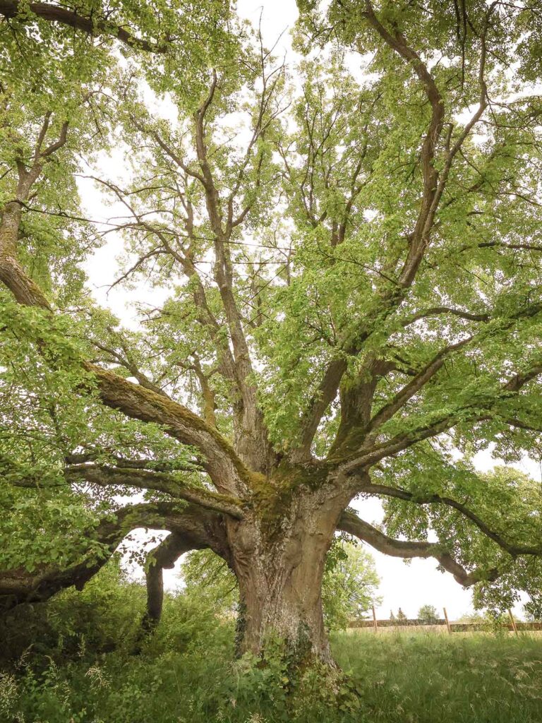 Faktor Baum Referenz-Linde