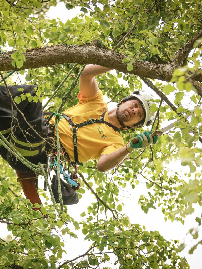 Faktor Baum Referenz-Linde