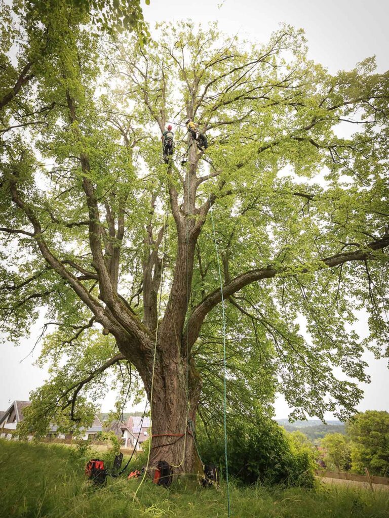 Faktor Baum Referenz-Linde