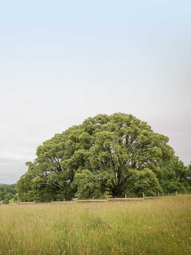 Faktor Baum Referenz-Linde