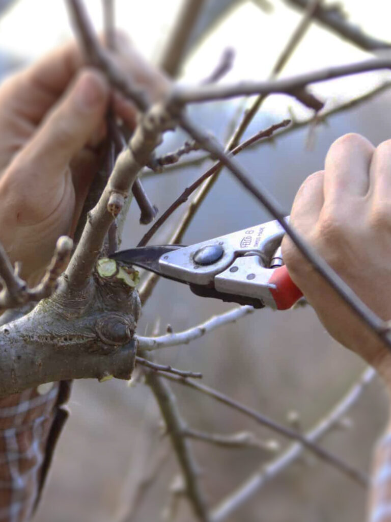 Faktor Baum -Obstbaumpflege